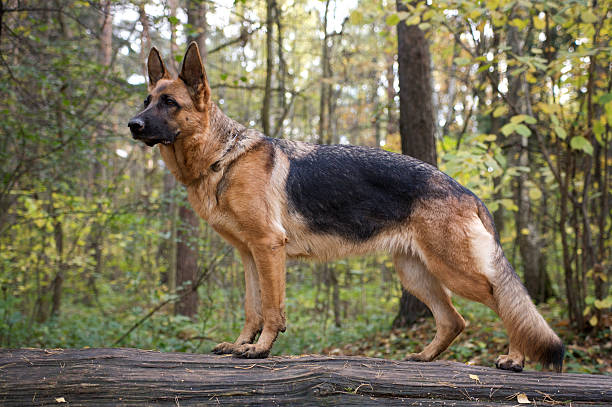 Dog 3